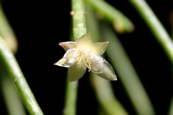 http://www.cloudjungle.com/cloudjungle/Cactaceae/Rhipsalis/Rhipsalis densiareolata flower.jpg